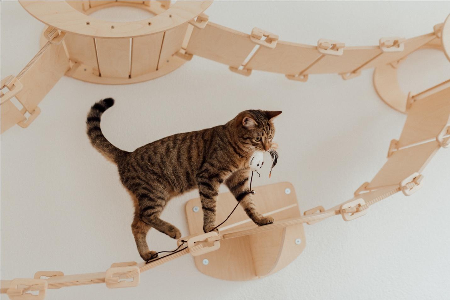 Pets chewing on electrical wires