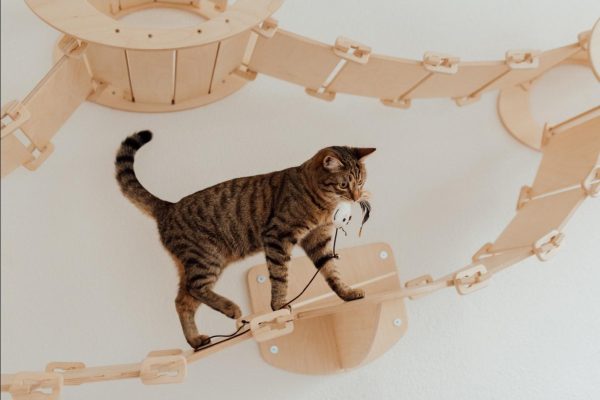 Pets chewing on electrical wires